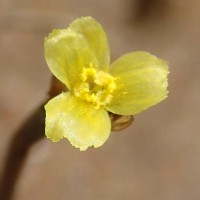 Xyris pauciflora Willd.